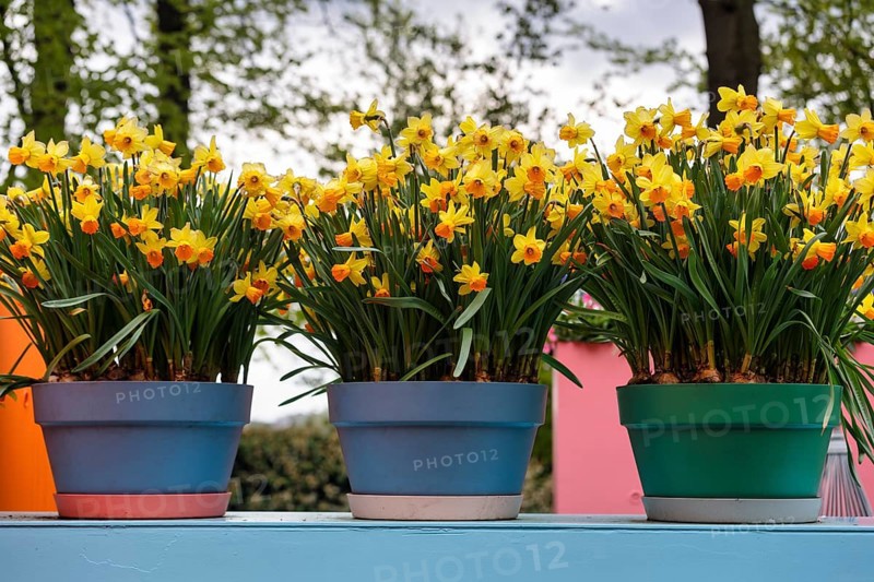 Three flower pots with daffodils, wild daffodil (Narcissus pseudonarcissus), decoration, Keukenhof gardens, Lisse, Bollenstreek, South Holland, Netherlands