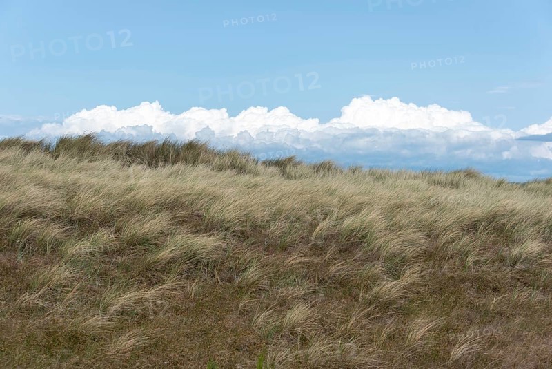 A strong wind blows over the dunes of the Baltic Sea coast, mighty cumulus clouds pile up in the background, Prerow, Mecklenburg-Vorpommern, Germany