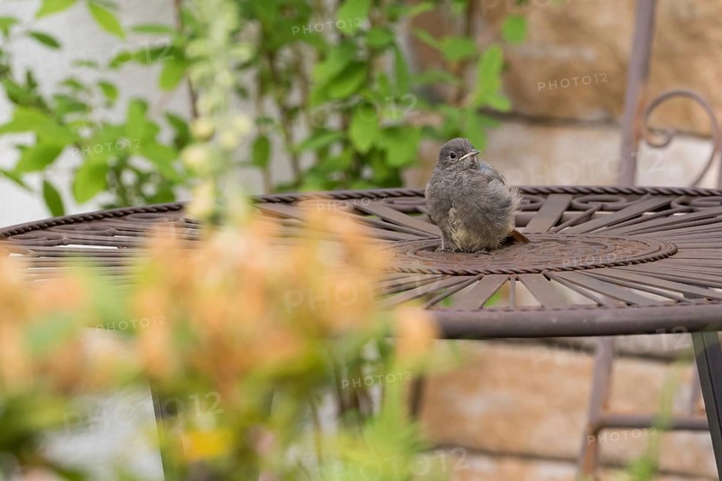 A redstart (Phoenicurus ochruros), young bird, sitting on a metal table in the garden, Hesse, Germany
