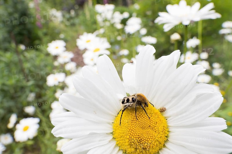 A Bee beetle (Trichius gallicus) sitting on the yellow centre of a daisy flower, Hesse, Germany