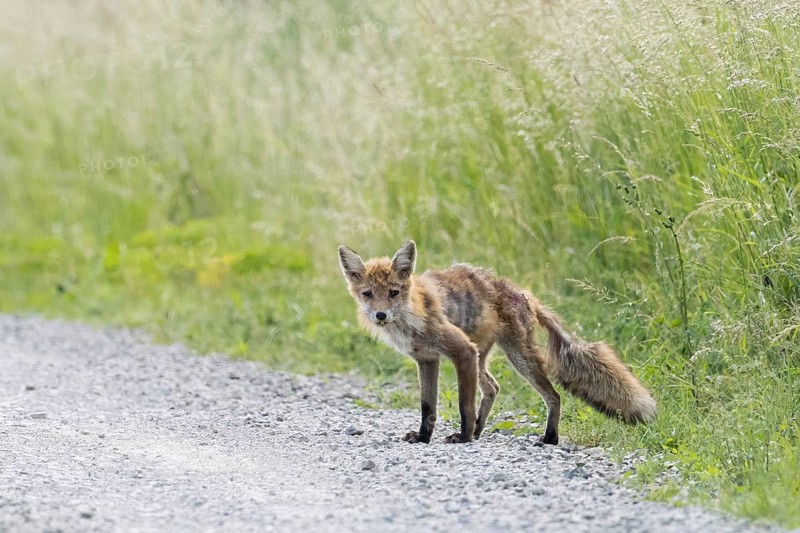 Curious red fox (Vulpes vulpes), mangy, standing at the edge of a gravel path, Hesse, Germany