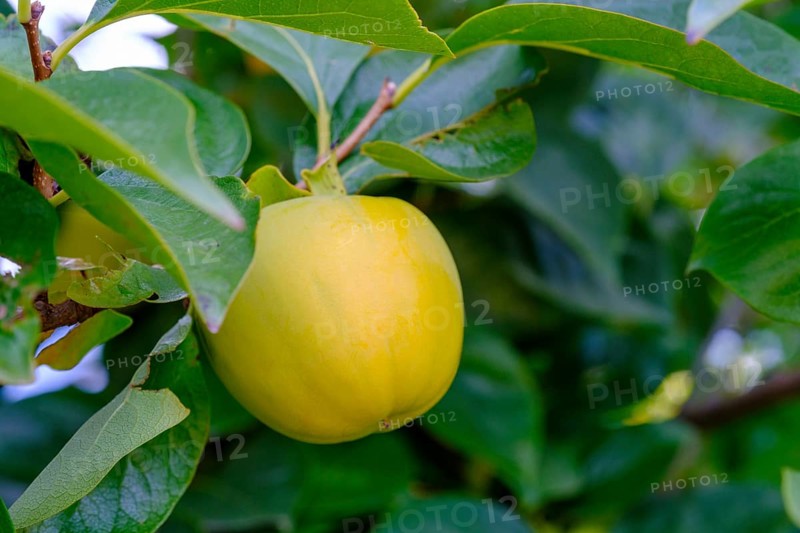 Persimmon on a tree, near Tramin an der Weinstraße, Unteretsch, South Tyrol, Italy
