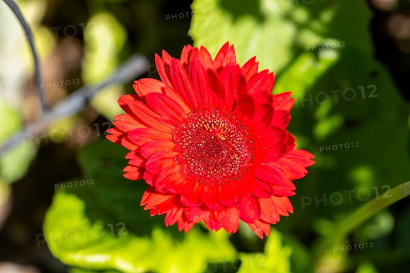 Bright red gerbera (gerbera) with lush green leaves underneath, Ternitz, Lower Austria, Austria