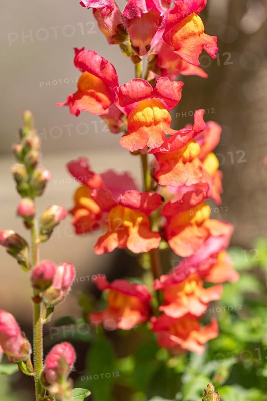 Colourful snapdragon flowers (Antirrhinum) in the sunlight in the garden, Ternitz, Lower Austria, Austria