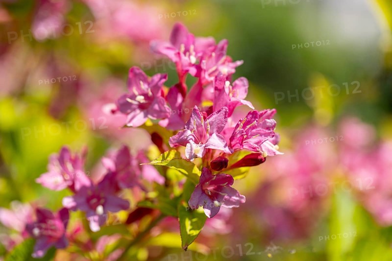 Pink flowers of the Weigela in the sunlight, Ternitz, Lower Austria, Austria