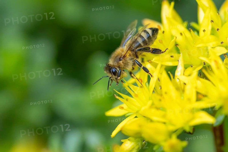 A bee (Apis) pollinating yellow flowers of pungent stonecrop (Sedum acre), Ternitz, Lower Austria, Austria