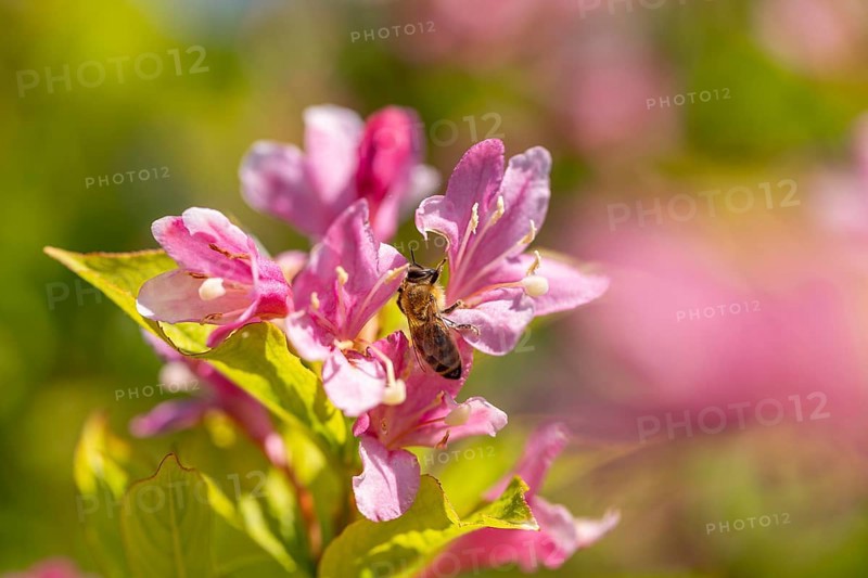 Bee (Apis) sitting on pink flowers of the Weigela (Weigela) in the sunlight, Ternitz, Lower Austria, Austria