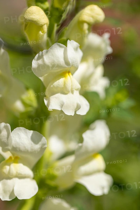 White snapdragon flower (Antirrhinum) in close-up, Ternitz, Lower Austria, Austria