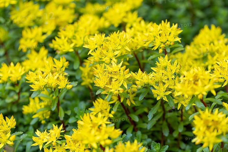 Bright yellow flowers of pungent stonecrop (Sedum acre), Ternitz, Lower Austria, Austria