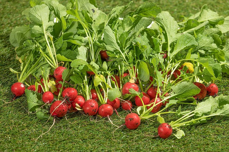 Freshly harvested radishes on green grass