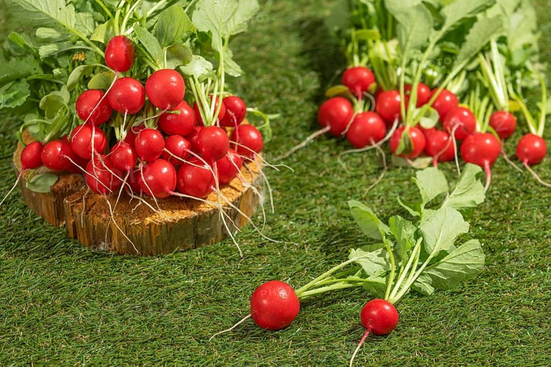 Several bunches of fresh radishes arranged on wood and green meadow