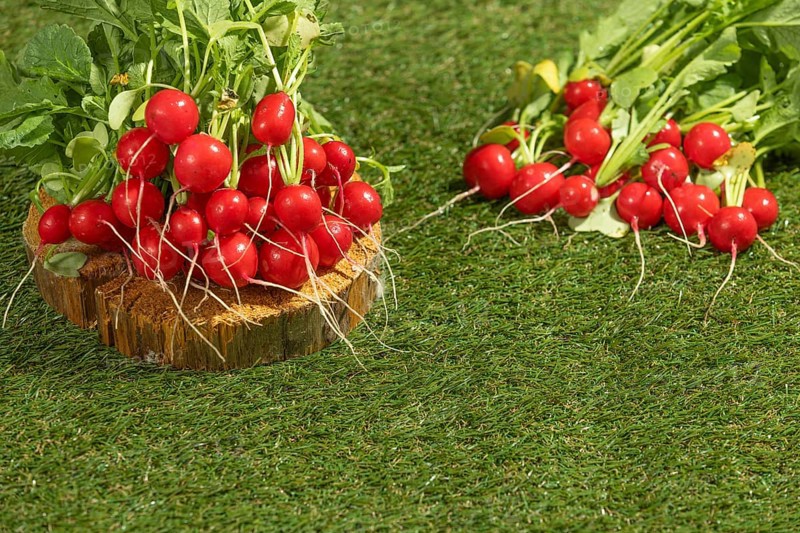 Fresh radish bunches draped on wood and green meadow