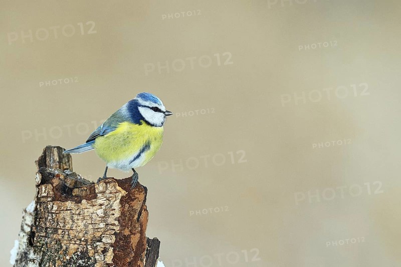 Blue tit (Parus caeruleus), sitting on dead wood in the forest, Wilnsdorf, North Rhine-Westphalia, Germany
