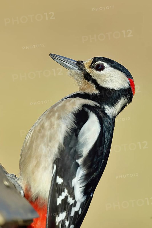 Great spotted woodpecker (Dendrocopos major), male, sitting on a fence post in the garden, animal portrait, Wilnsdorf, North Rhine-Westphalia, Germany