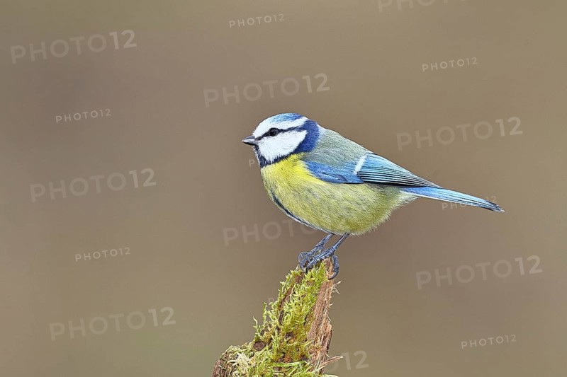 Blue tit (Parus caeruleus), sitting on moss-covered dead wood, Wilnsdorf, North Rhine-Westphalia, Germany