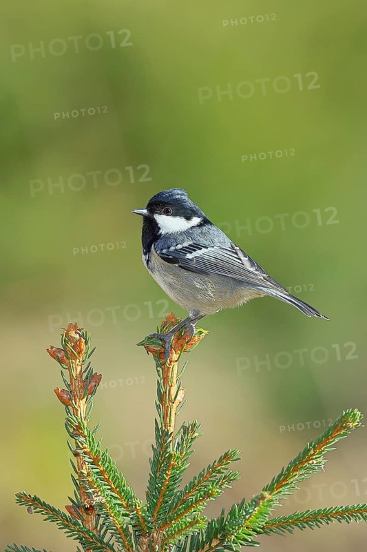 Fir tit (Parus ater), sitting on the top of a young spruce, European spruce (Picea abies), Wilnsdorf, North Rhine-Westphalia, Germany
