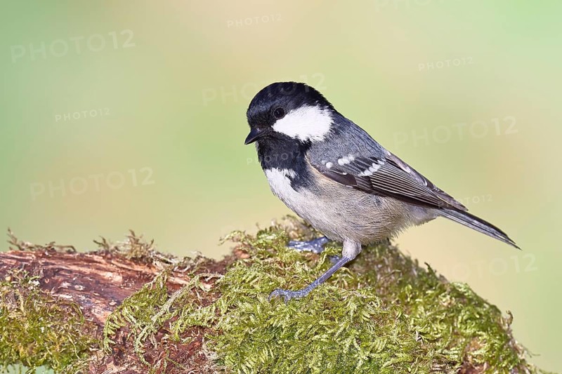 Fir tit (Parus ater), sitting on an old rotten branch covered with moss, Wilnsdorf, North Rhine-Westphalia, Germany