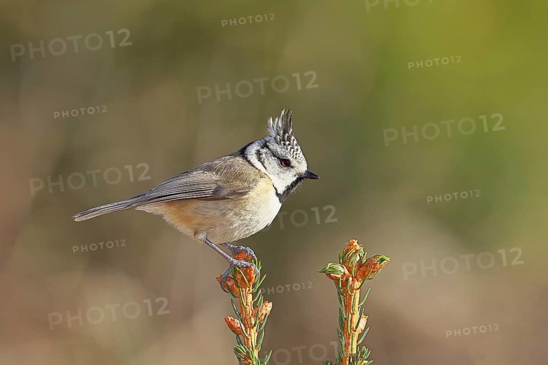 Crested Tit (Lophophanes scalloped ribbonfish), sitting on the top of a young spruce, European spruce (Picea abies), Wilnsdorf, North Rhine-Westphalia, Germany