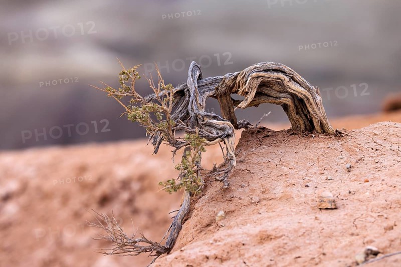 Sage brush plant growing from the dry earth at Little Painted Desert County Park near Winslow, Arizona