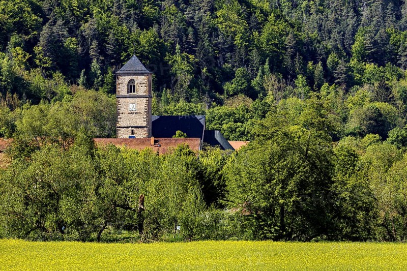 A church tower in front of a green forest, surrounded by numerous trees, The steeple of the Protestant church of Creuzburg in Thuringia