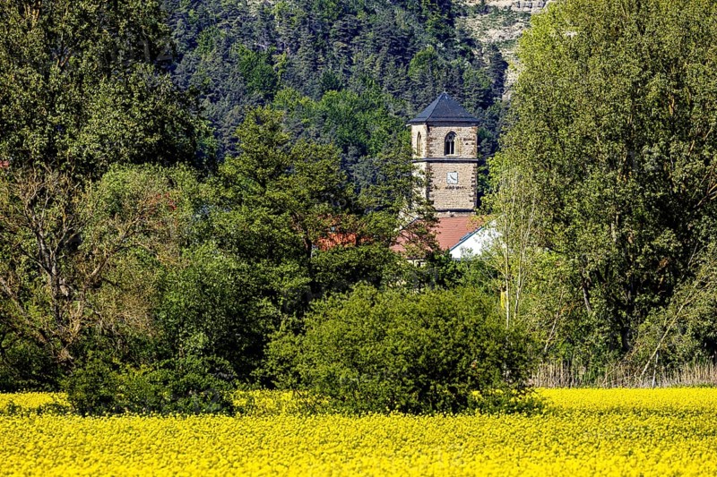 A church tower rises behind a yellow field surrounded by trees, The steeple of the Protestant church of Creuzburg in Thuringia