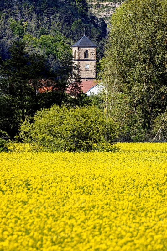 A church tower rises behind a large yellow field, surrounded by dense forest, The steeple of the Protestant church of Creuzburg in Thuringia
