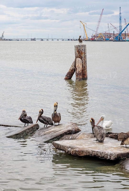 Brown Pelicans (Pelianus occidentalis) on concrete slabs and a steel bollard at the Port of Glaveston, Texas