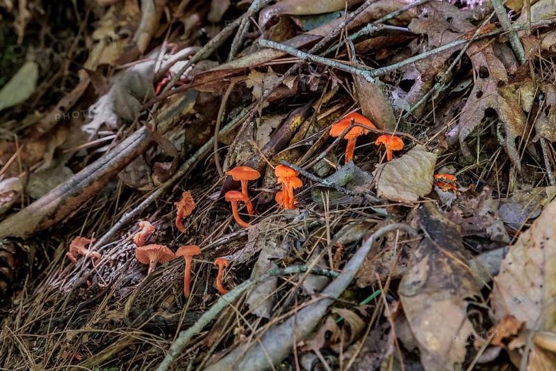 Bright orange mushrooms growing out of dead leaves and pine needles on the forest floor near Bryson City, North Carolina, USA