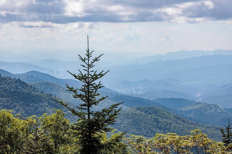 Pine tree silhoetted against a smoky haze over the foliage on the mountainsides along the Blue Ridge Parkway in the Smoky Mountains near Cherokee, North Carolina, USA