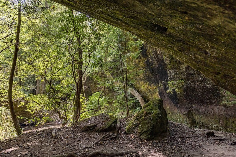 Twisted trees fighting for sunlight along a hiking trail through Dismals Canyon near Phil Campbell, Alabama, USA