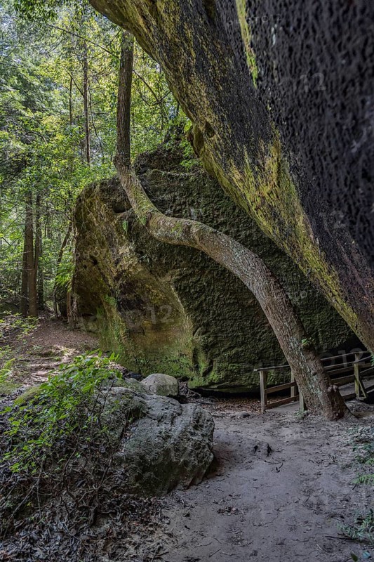 Twisted trees fighting for sunlight along a hiking trail through Dismals Canyon near Phil Campbell, Alabama, USA