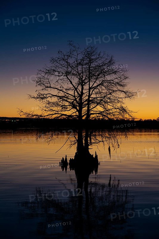 Cypress tree silhouetted against a deep blue and orange sky at sunset on Lake Seminole at the Corps of Engineers Eastbank Campground near the Florida state line in Georgia