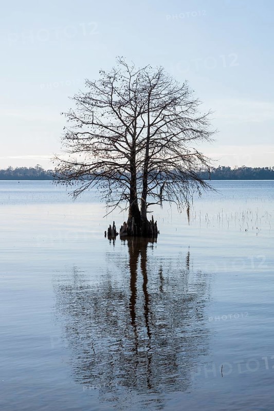 Cypress tree silhouetted against a clear blue sky in Lake Seminole at the Corps of Engineers Eastbank Campground near the Florida state line in Georgia