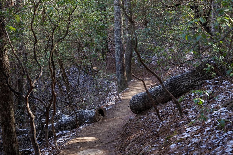 Log cut away from the Benton MacKaye Trail in the Chattahoochee National Forest near Blue Ridge, Georgia, USA