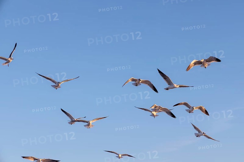Flock of seagulls searching for food along the Mississippi Gulf Coast