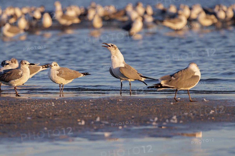 Seagulls wading at the waterline searching for food along the Mississippi Gulf Coast in evening light