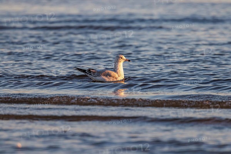 Seagull floating at the waterline searching for food along the Mississippi Gulf Coast in evening light