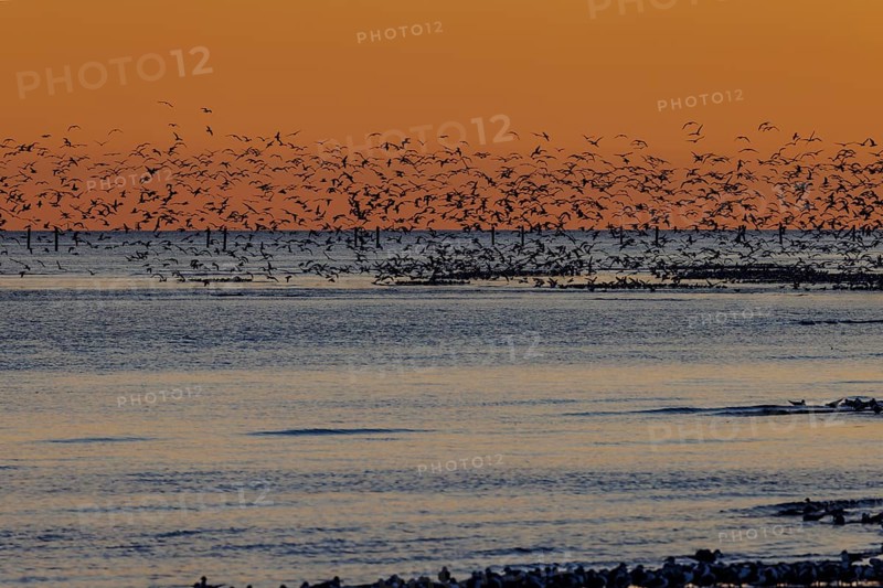 Flock of seagulls silhouetted against a bright orange sunset along the Mississippi Gulf Coast