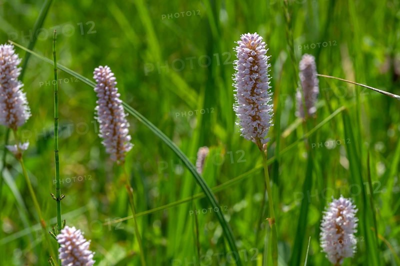 Snake knotweed (Bistorta officinalis) on a spring meadow, Bavaria, Germany