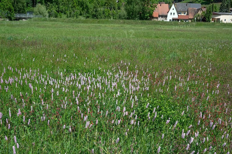 Spring meadow with snake knotweed (Bistorta officinalis) in Franconian Switzerland, Egloffstein, Upper Franconia, Bavaria, Germany