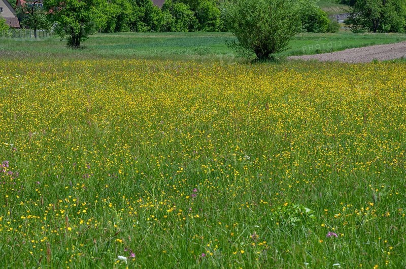 Spring meadow with buttercups (Ranunculus) in Franconian Switzerland, Egloffstein, Upper Franconia, Bavaria, Germany