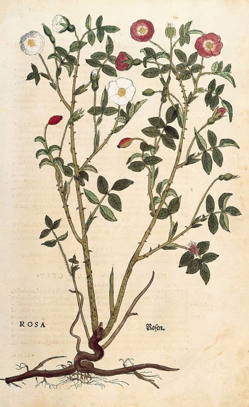 Evergreen rose, Rosa sempervirens, coloured illustration by Leonhart Fuchs, (1542), from De historia stirpium commentarii insignes, digital reproduction in authentic condition, Historical