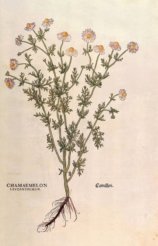 Chamomile, Matricaria chamomilla, Chamaemelum leucanthemum, coloured illustration by Leonhart Fuchs, (1542), from De historia stirpium commentarii insignes, digital reproduction in authentic condition, Historical
