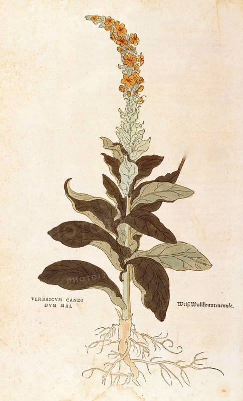 Mullein, Verbascum Thapsus, Verbasco candidum mas, coloured illustration by Leonhart Fuchs, (1542), from De historia stirpium commentarii insignes, digital reproduction in authentic condition, Historical