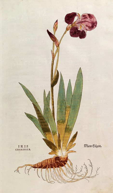 German iris, Iris florentina, Iris germanica, coloured illustration by Leonhart Fuchs, (1542), from De historia stirpium commentarii insignes, digital reproduction in authentic condition, Historical
