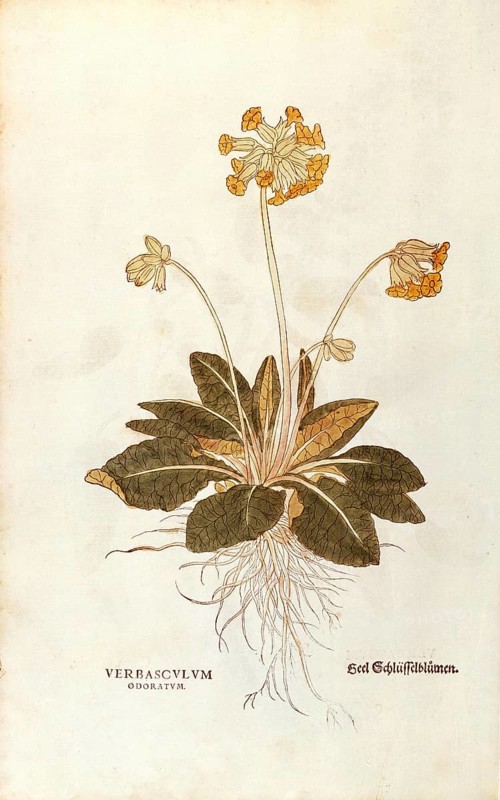 Cowslip, Primula veris officinalis, Verbasculum odoratum, coloured illustration by Leonhart Fuchs, (1542), from De historia stirpium commentarii insignes, digital reproduction in authentic condition, Historical