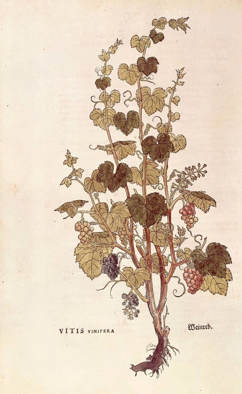 Grapevine, Vitis vinifera, coloured illustration by Leonhart Fuchs, (1542), from De historia stirpium commentarii insignes, digital reproduction in authentic condition, Historical