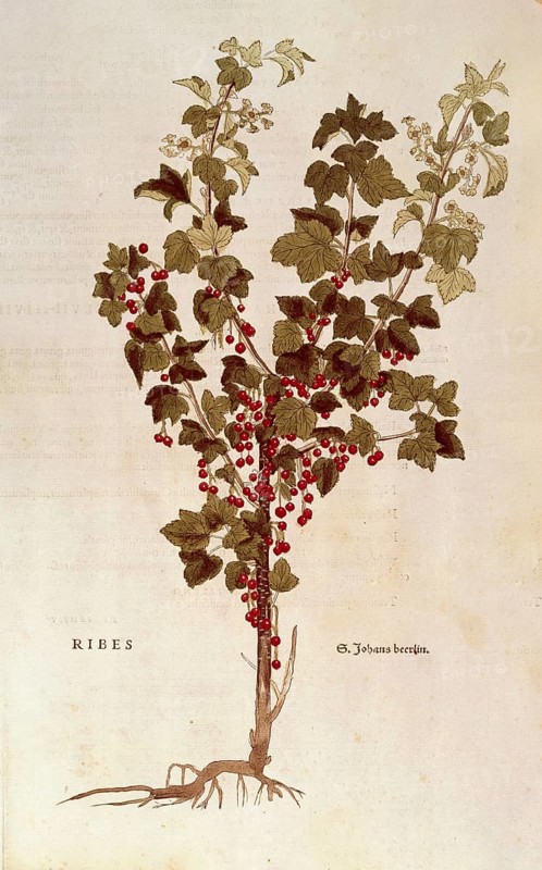 Red currant, from Descriptio Medicamento Confetionem, ca 1650, digital reproduction in authentic condition, historical