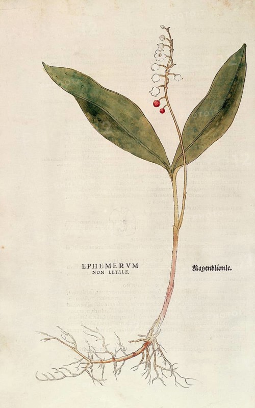 Lily of the valley, Convallaria majalis, coloured illustration by Leonhart Fuchs, (1542), from De historia stirpium commentarii insignes, digital reproduction in authentic condition, Historical
