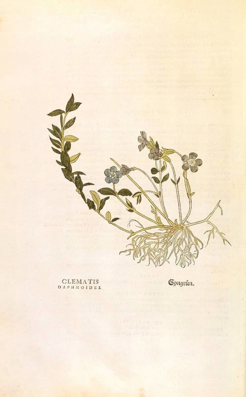 Periwinkle, Vinca minor, Clematis daphnoides, coloured illustration by Leonhart Fuchs, (1542), from De historia stirpium commentarii insignes, digital reproduction in authentic condition, Historical